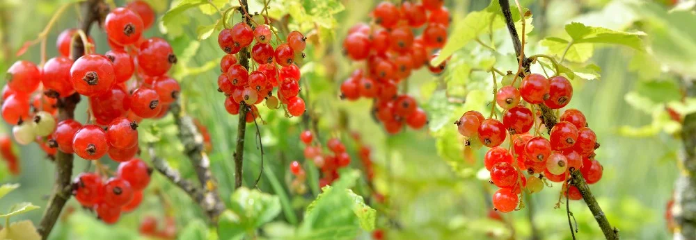 Rote Johannisbeeren an einem Strauch